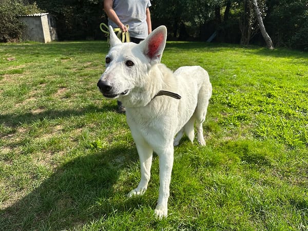paquito