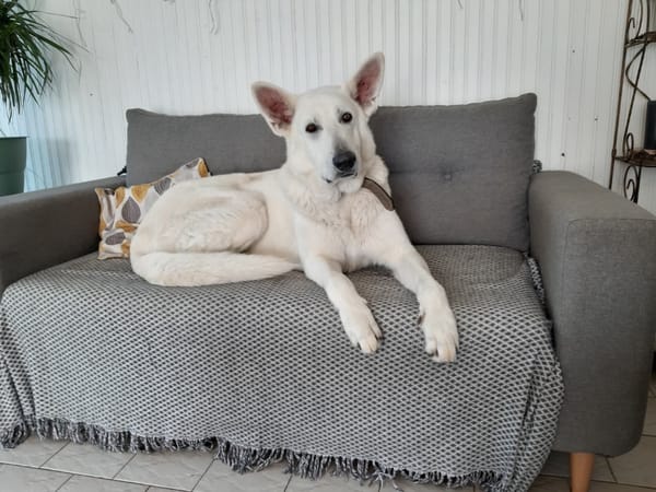 paquito