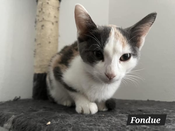 FONDUE