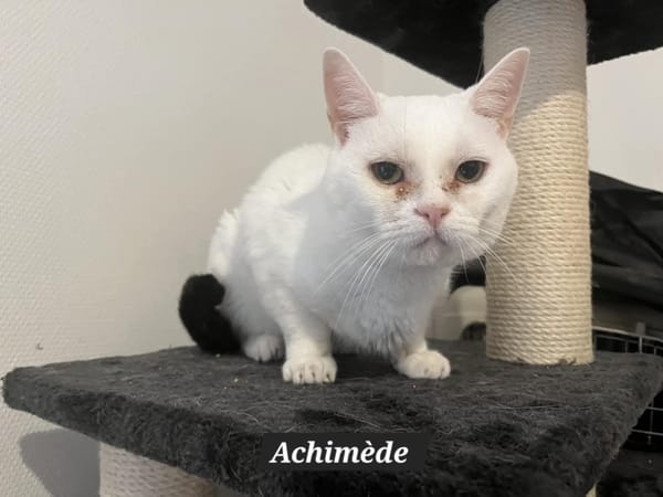 ARCHIMEDE