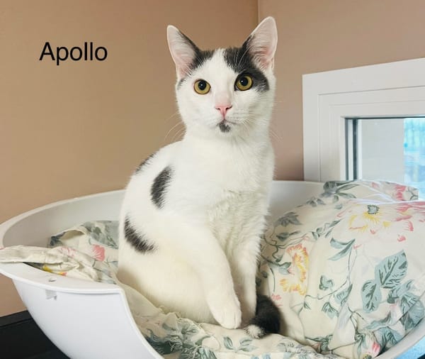 Apollon