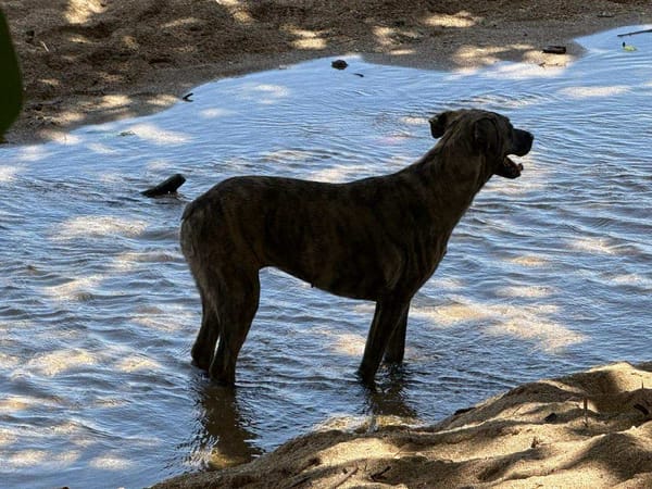 đŸ Ă LâADOPTION â NIKKIE, une beautĂ© bringĂ©e au regard malicieux ! đŸ