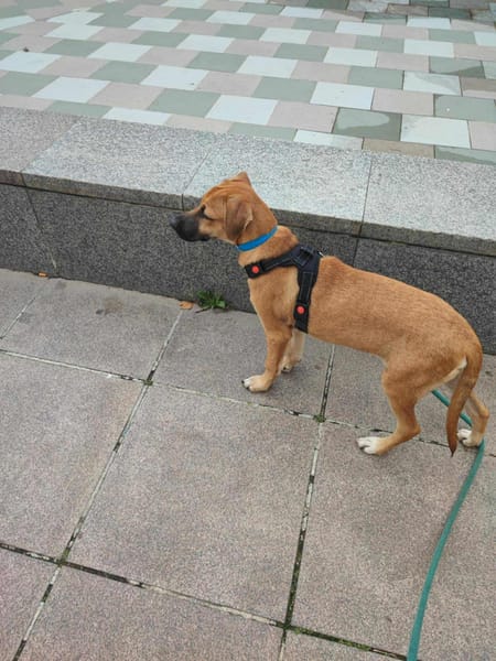đŸ Ă LâADOPTION â QUIMPER, un cĆur tendre en quĂȘte de sa famille pour la vie ! đŸ