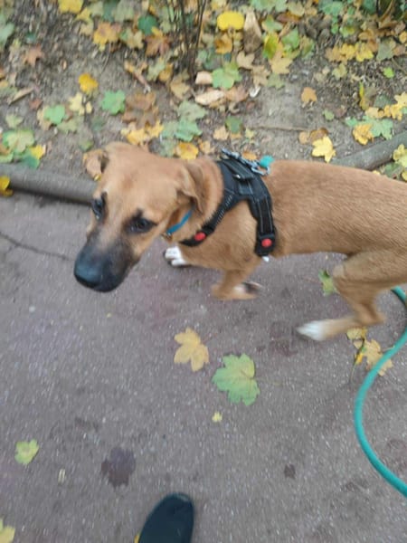 đŸ Ă LâADOPTION â QUIMPER, un cĆur tendre en quĂȘte de sa famille pour la vie ! đŸ