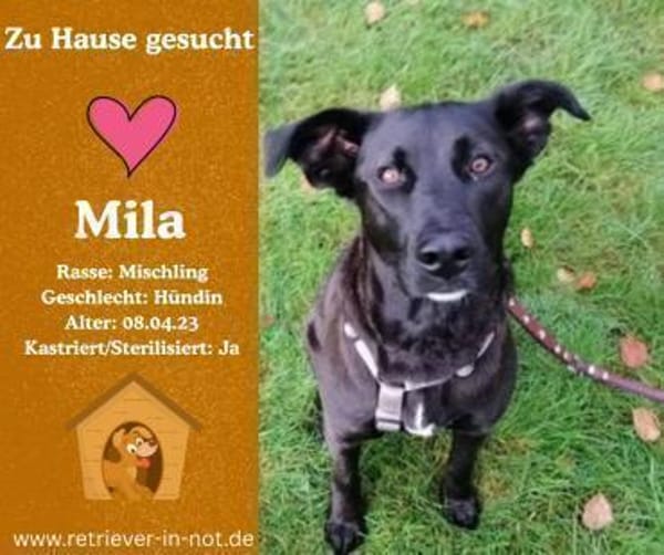 Zuhause gesucht für Mila