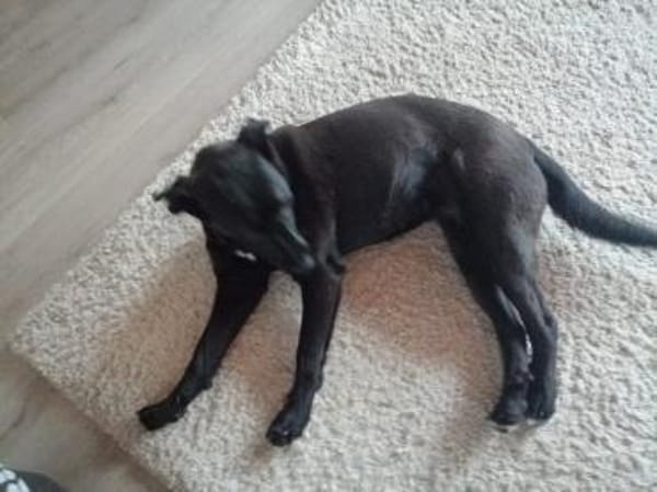 Zuhause gesucht für Mila