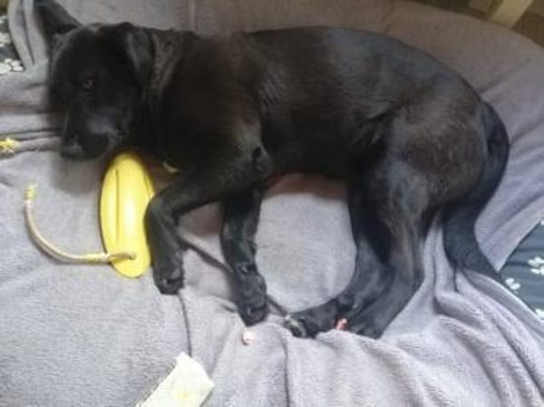 Zuhause gesucht für Mila