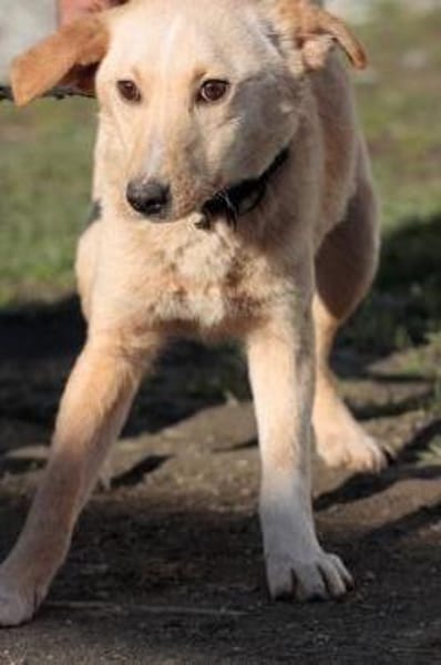 Ioana -  freundliche Hündin