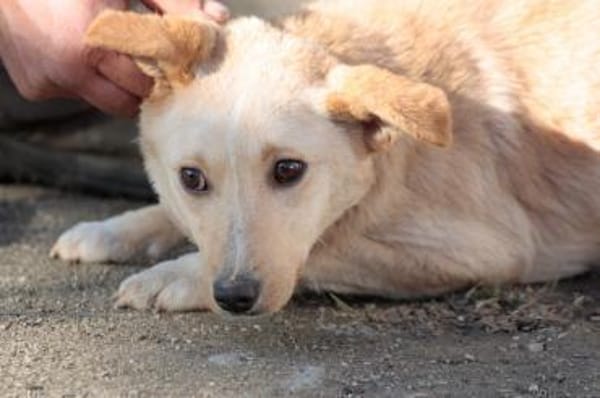 Ioana -  freundliche Hündin