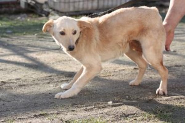 Ioana -  freundliche Hündin