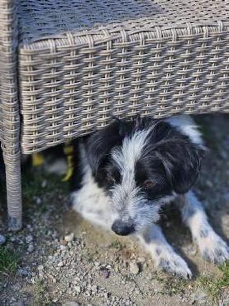 Liebling Miko sucht sein Zuhause