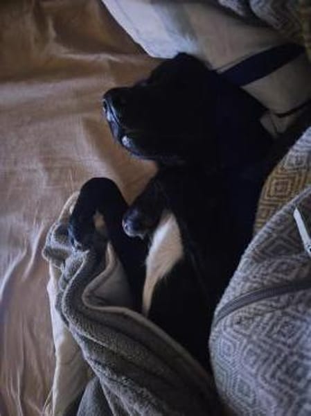Chico sucht sein Happy End