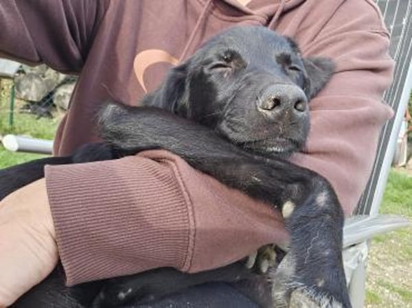 Chico sucht sein Happy End