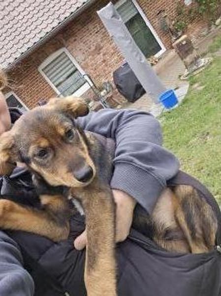 der hübsche Yarno sucht ein Zuhause