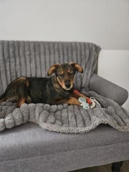 der hübsche Yarno sucht ein Zuhause