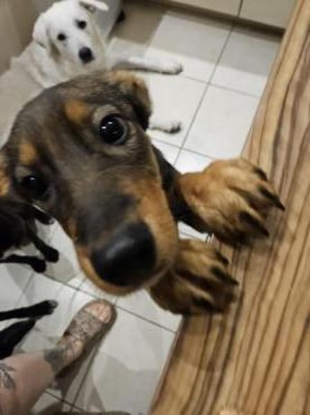 der hübsche Yarno sucht ein Zuhause