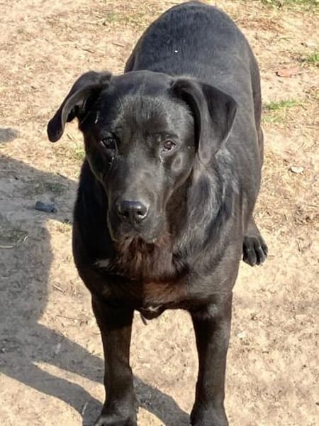 Rex sucht ein kuscheliges Plätzchen