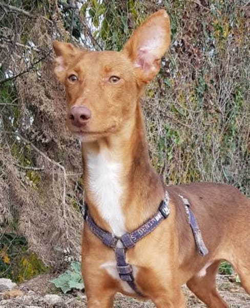 Rufo sucht eine Familie zum Liebhaben