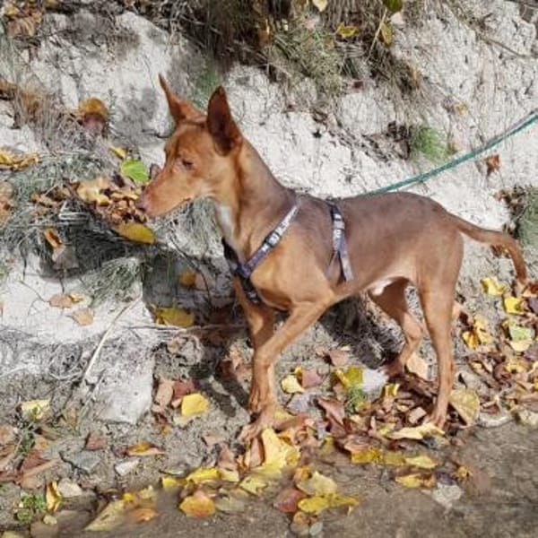 Rufo sucht eine Familie zum Liebhaben