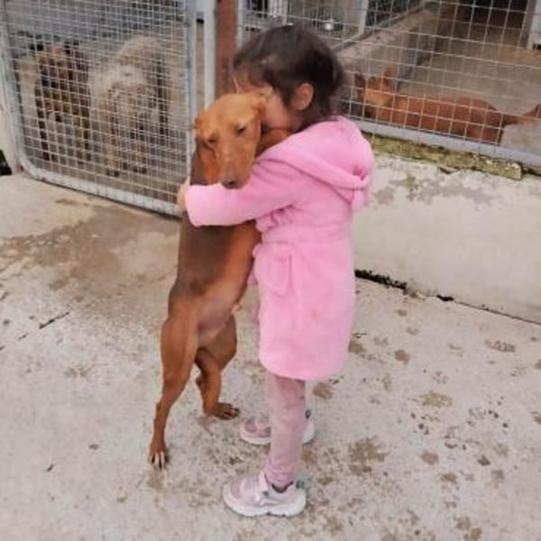 Rufo sucht eine Familie zum Liebhaben