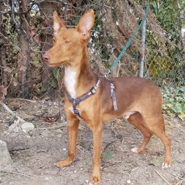 Rufo sucht eine Familie zum Liebhaben