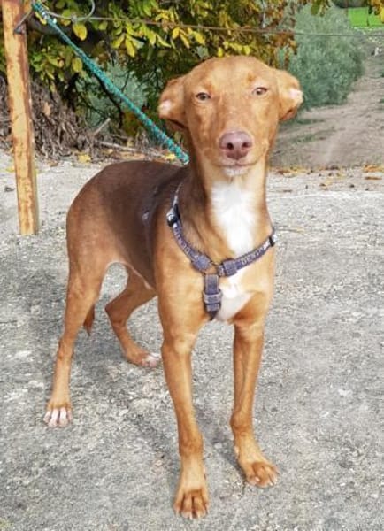 Rufo sucht eine Familie zum Liebhaben