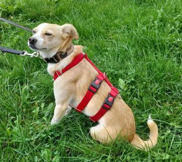 Abigel Mix Hündin 3,5 Jahre alt in 35641