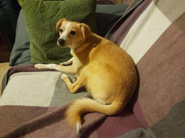 Abigel Mix Hündin 3,5 Jahre alt in 35641