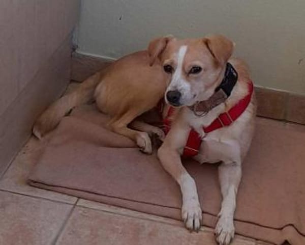 Abigel Mix Hündin 3,5 Jahre alt in 35641