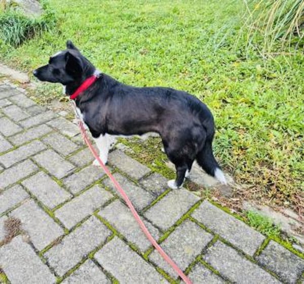 Lisa sucht ein neues Zuhause