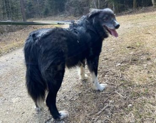 Wer schenkt Angelo ein Zuhause?