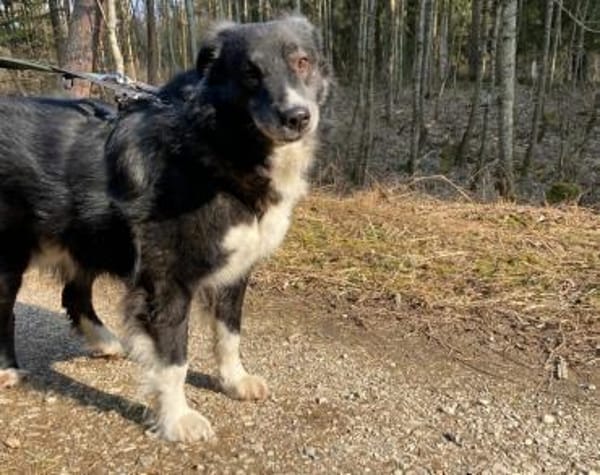 Wer schenkt Angelo ein Zuhause?