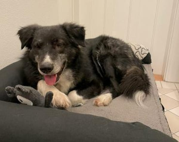 Wer schenkt Angelo ein Zuhause?