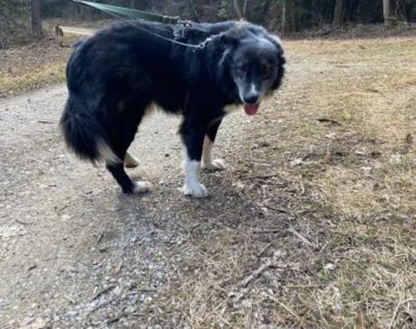 Wer schenkt Angelo ein Zuhause?