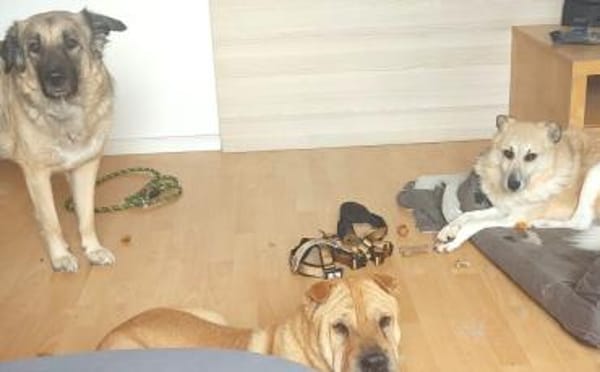 Zeigst du Thanos ein schönes Leben?