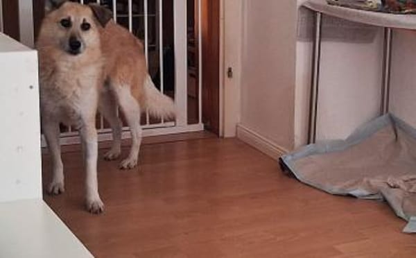 Zeigst du Thanos ein schönes Leben?