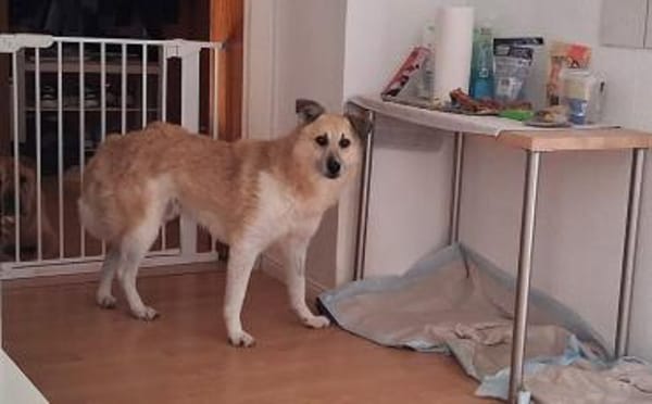 Zeigst du Thanos ein schönes Leben?