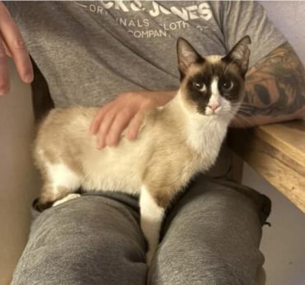 Lilú - süße, sensible & verspielte Katze