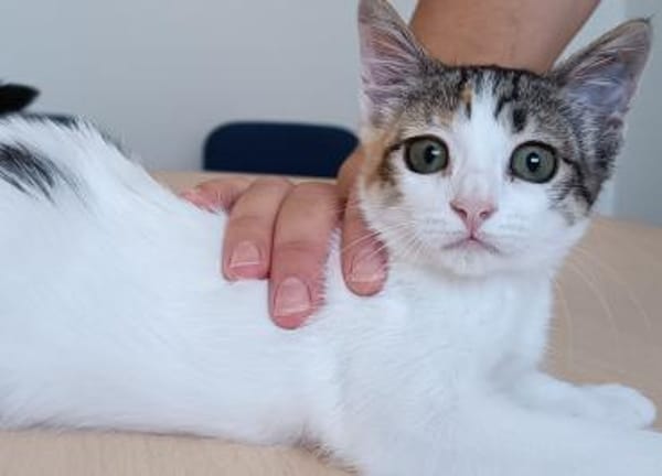 Miranda- bildhübsche, sehr süße Tricolor