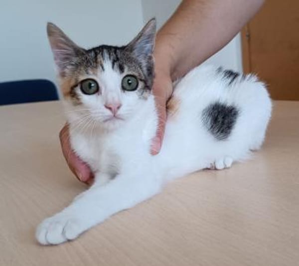 Miranda- bildhübsche, sehr süße Tricolor