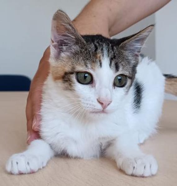 Miranda- bildhübsche, sehr süße Tricolor