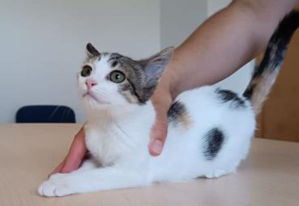 Miranda- bildhübsche, sehr süße Tricolor