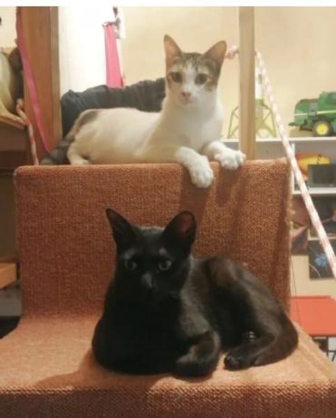 Miranda- bildhübsche, sehr süße Tricolor