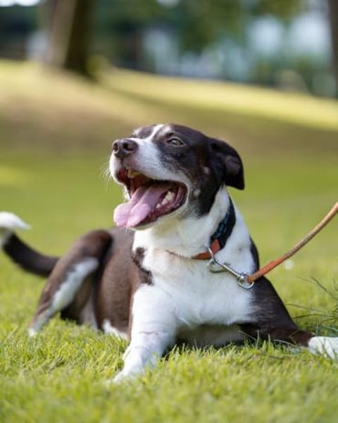 Cayo, 5 Jahre, sucht passenden Deckel