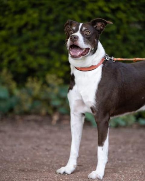 Cayo, 5 Jahre, sucht passenden Deckel