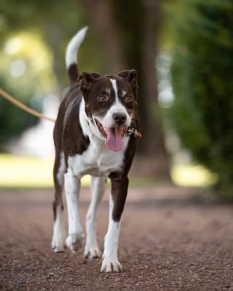 Cayo, 5 Jahre, sucht passenden Deckel