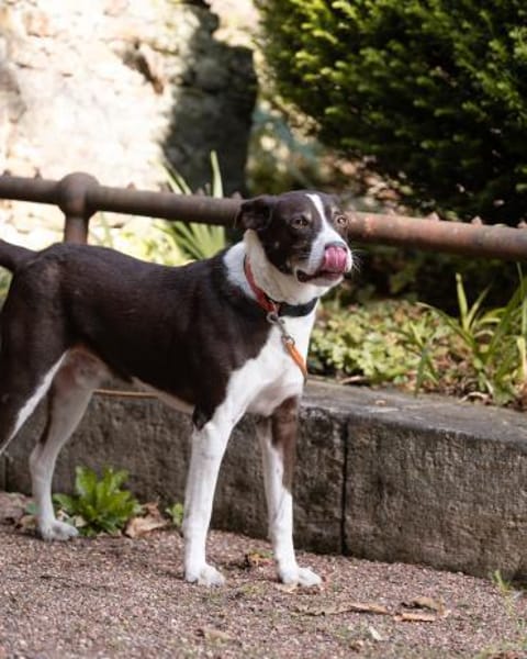 Cayo, 5 Jahre, sucht passenden Deckel