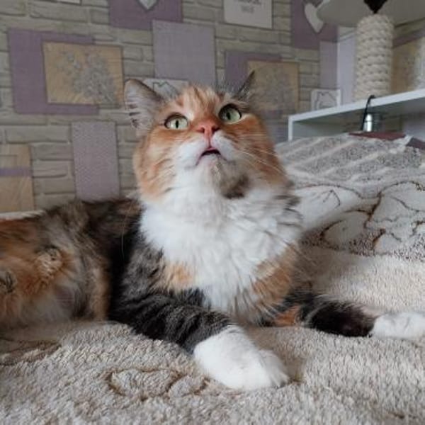 Eine Prinzessin sucht zu Hause