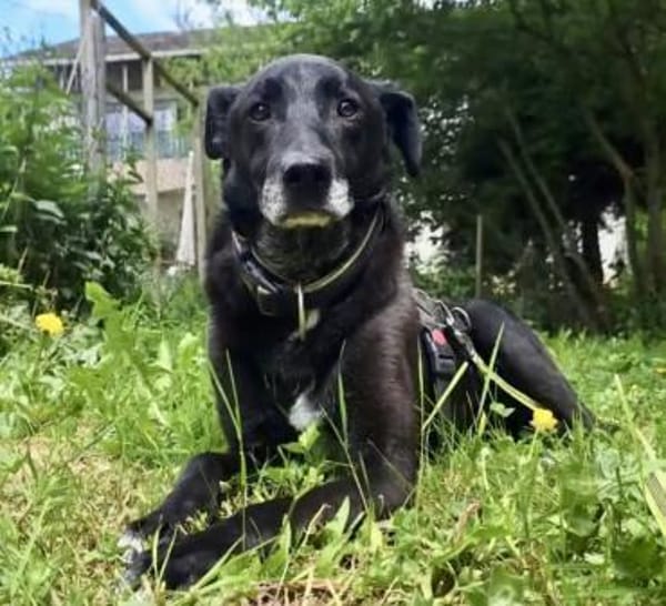 BLACKY ist sehr sensibel + ruhig ♥