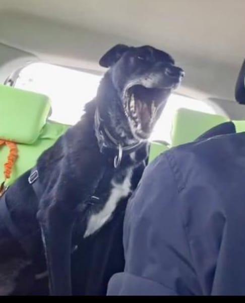 BLACKY ist sehr sensibel + ruhig ♥